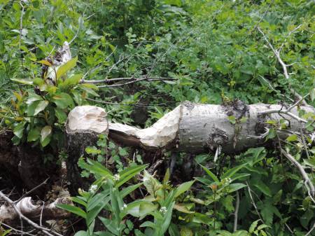 Beaver chew Two Medicine - 509