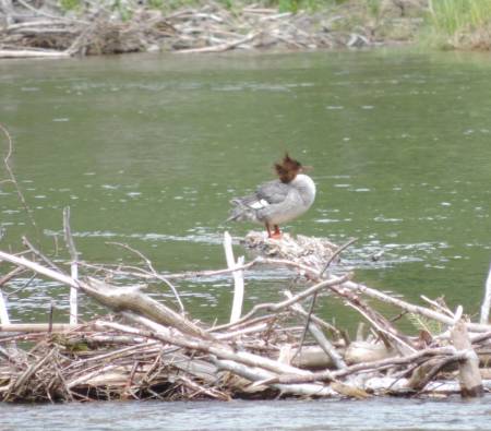 Common Merganser Tow Medicine -510