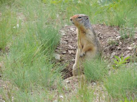 Columbian Ground Squirrel Two Medicine - 511