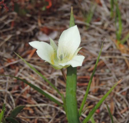 Sego Lily -512