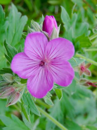 Wild Geranium - 515