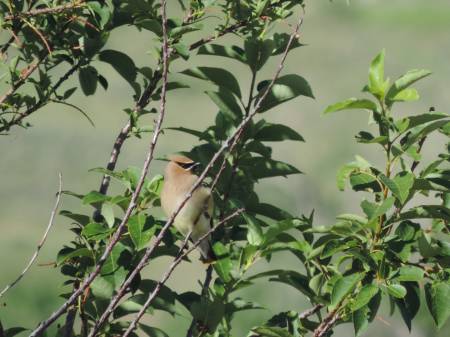 Cedar Waxwing - 528