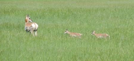 Pronghorn family - 529