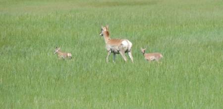 Pronghorn family - 530