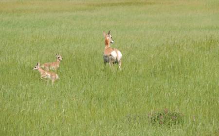 Pronghorn family - 531