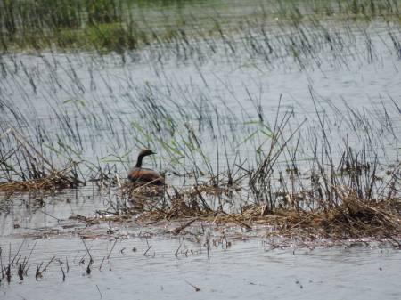 Arapahoe NWR nesting duck - 533