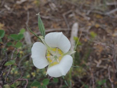 Mariposa Lily Mesa Verde NP - 554