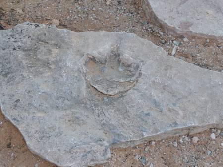 Navajo NM Dinosaur print - 556