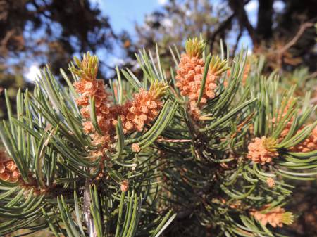 Navajo NM Pinyon Pine - 558