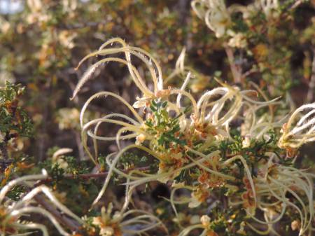 Navajo NM Cliffrose -559