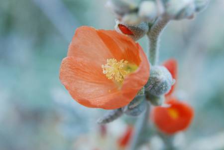 Globe Mallow - Nikon DSLR D60 adapters