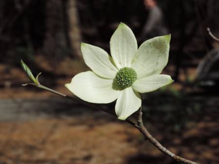 Pacific Dogwood - Yosemite NP Nikon P520