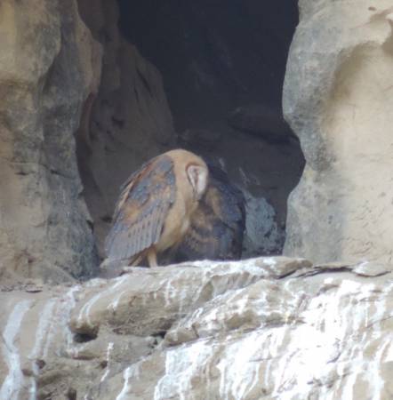 Chaco Barn Owl