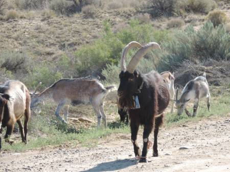 Goats at Chaco