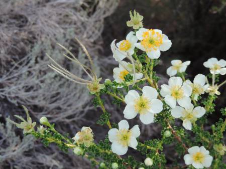 Cliffrose Hovenweep