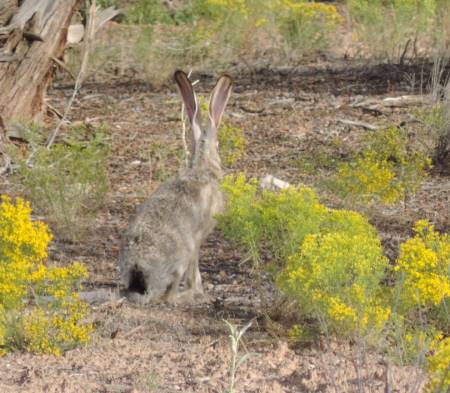 Black-tailed Jackrabbot Hovenweep