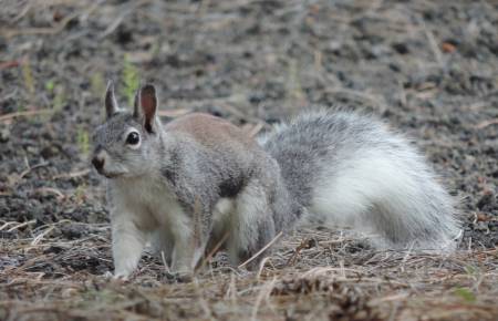 Aberts Squirrel Bonito
