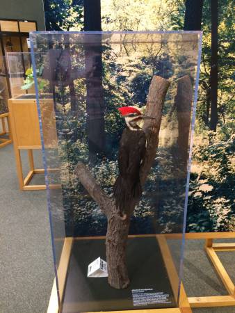 Rock Creek Park Pileated Woodpecker