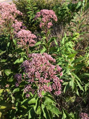 Joe Pye Weed