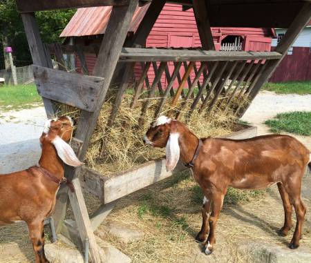 Goats Carl Sandburg