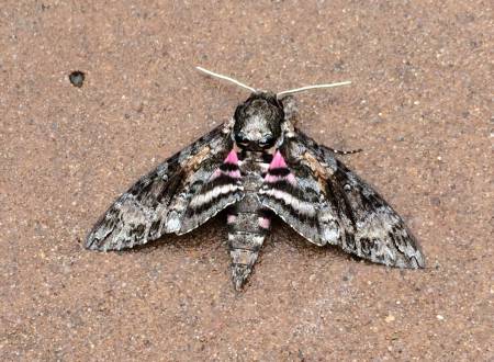 Ft Smith moth