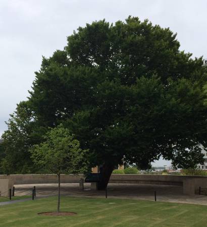 OK city survivor tree