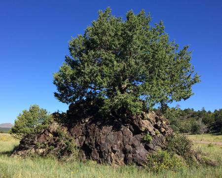 Squeeze Up Capulin