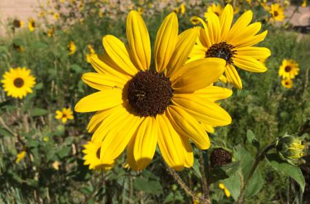 Sunflower - Capulin