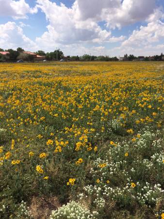 Santa Fe - field of yellow