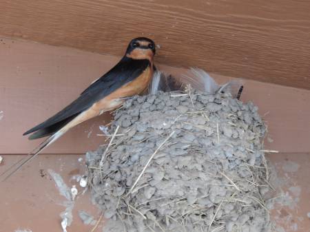 Barn Swallow - 582