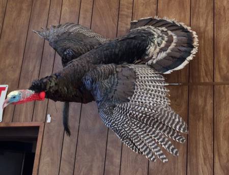 Nicodemus Turkey