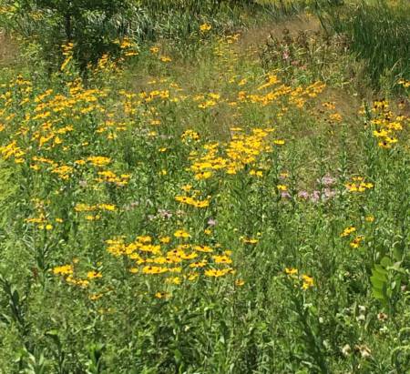 Indiana Dunes flowers