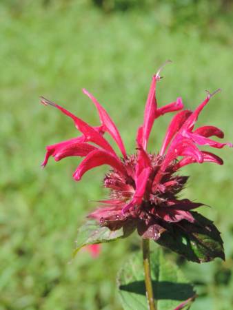 Beebalm at Bandy Creek