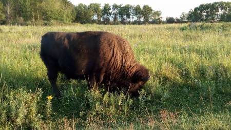 Riding Mountain Bison