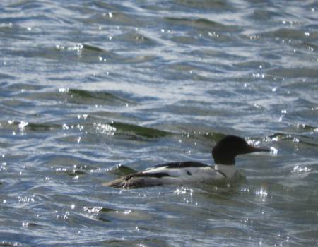 C Merganser Male