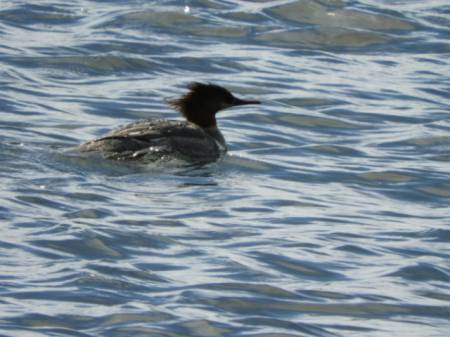 C Merganser female