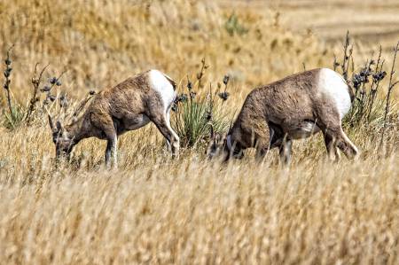 BADLANDS_482440