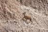 BADLANDS_2645.jpg