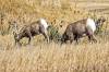 BADLANDS_482440.jpg