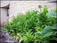 Tobacco plants