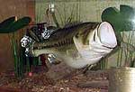 Ethel the Bass