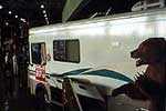 Grizzly stalks Winnebago