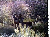 Deer near Pulpit Rock