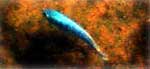 Hot Water Blue Fish