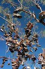 Shoe Tree