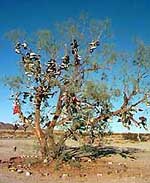 Highway 62 Shoe Tree