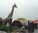 Giraffe Greeters