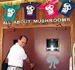 All About Mushrooms