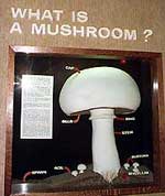 What is a Mushroom?