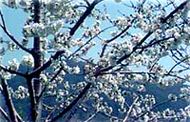 Oak Glen Apple Blossoms